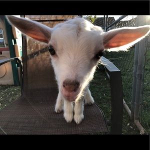 Meet your Posher, Carrie